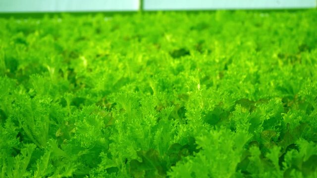 Grow Frize leaf lettuce in a greenhouse. Andivy or Chicory salad lat. Cich rium end via. Curly endive is a useful nutritious plant to eat. Green leaves and bushes. A bunch of vitamin food.