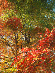 Colours of autumn fall - beautiful black Tupelo tree in front of blue sky