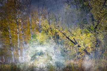 woodland landscape on a foggy day