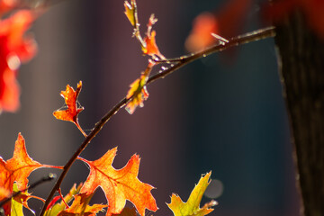 Colorful leaves in autumn and fall shine bright in the backlight and show their leaf veins in the indian summer with orange, red and yellow colors as beautiful side of nature in the cold season