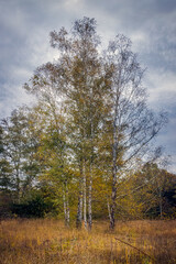 Obraz na płótnie Canvas a group of birch trees in a meadown on a sunny day