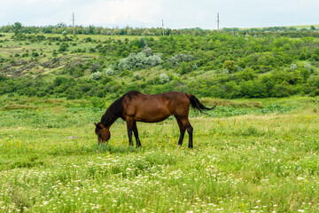 Horse feed on the beautiful field. Wildlife picture