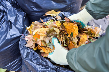 Hands in gloves putting autumn leaves in a plastic bag. Using the leaves as organic material in the...