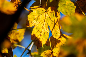 Colorful leaves in autumn and fall shine bright in the backlight and show their leaf veins in the indian summer with orange, red and yellow colors as beautiful side of nature in the cold season