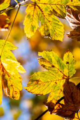 Colorful leaves in autumn and fall shine bright in the backlight and show their leaf veins in the indian summer with orange, red and yellow colors as beautiful side of nature in the cold season