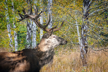 a stag deer walking through a birch forest meadow