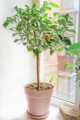 Pot indoor flower  windowsill