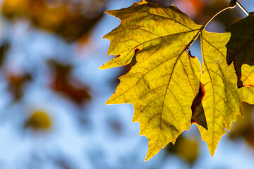 Colorful leaves in autumn and fall shine bright in the backlight and show their leaf veins in the sunlight with orange, red and yellow colors as beautiful side of nature in the cold season