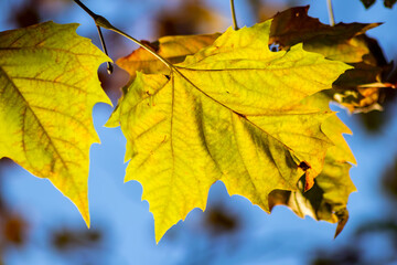 Colorful leaves in autumn and fall shine bright in the backlight and show their leaf veins in the sunlight with orange, red and yellow colors as beautiful side of nature in the cold season