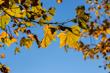 Colorful leaves in autumn and fall shine bright in the backlight and show their leaf veins in the sunlight with orange, red and yellow colors as beautiful side of nature in the cold season