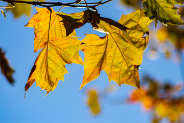 Colorful leaves in autumn and fall shine bright in the backlight and show their leaf veins in the sunlight with orange, red and yellow colors as beautiful side of nature in the cold season