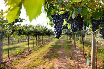 Fototapeta na wymiar Bunches of ripe black grapes hanging on the vine