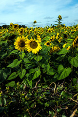 Sunflowers in bloom.