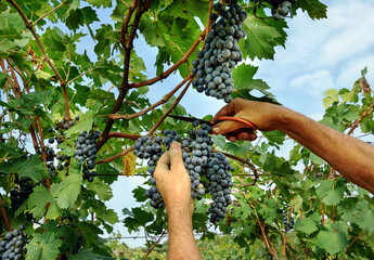 Hands of a farmer or worker harvesting grapes