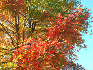 Colours of autumn fall - beautiful black Tupelo tree in front of blue sky