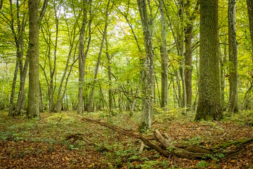 an oak and beech tree forest with leaves on the ground