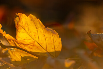 Colorful leaves in autumn and fall shine bright in the backlight and show their leaf veins in the sunlight with orange, red and yellow colors as beautiful side of nature in the cold season