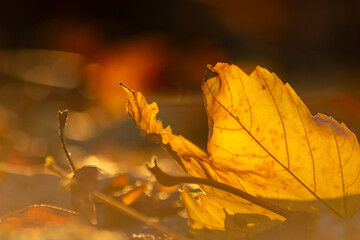 Colorful leaves in autumn and fall shine bright in the backlight and show their leaf veins in the sunlight with orange, red and yellow colors as beautiful side of nature in the cold season