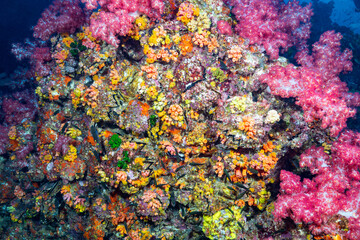 Fototapeta na wymiar Scuba diving the coral reef of the similan islands in Southern Thailand