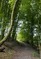 A path from the Wiehen hills to the valley. It runs through an ancient beech forest