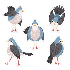 Birds poses. Cartoon bird character, isolated emotional bluebird expressions, flying walks looks turned away poultry pos set vector illustration