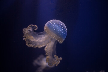 Naklejka premium Una medusa con un fondo azul