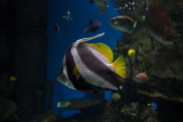 Fototapeta na wymiar Un pez rayado, un pez coral o un pez estandarte de aleta larga, de perfil