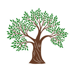 Green olive tree. Olives trees olives sampling vector illustration, greece olivier oil farming sign, oak foliage crown vector image traditional healthy natural food symbol