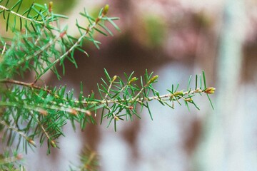 Detail of grass close-up in winter forest 
