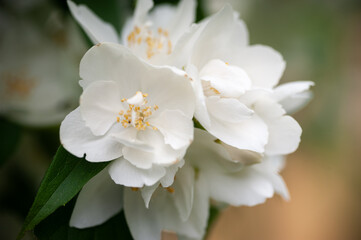 Obraz premium apple tree blossom