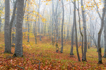 Mysterious autumn foggy forest