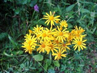 Abstraction of natural beauty - chamomile bush on a background of blooming forest greenery.