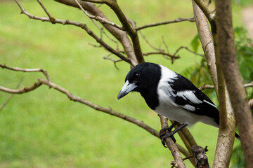 An adult black and white Australian butcher bird, Melloria.Cracticus, perched on the branch of a small tree