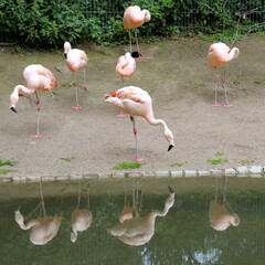 Group of flamingos is standing.