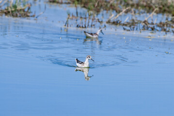 Red-necked Phalaropes (Phalaropus lobatus) in fall migration in Devereux Slough, California, USA