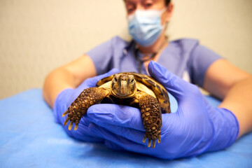 Turtle in the hands of the veterinarian