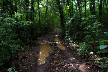 trail in the middle of the forest in Nova Petrópolis 
