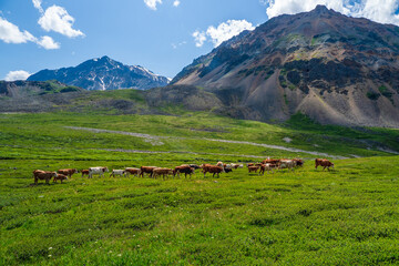 Fototapeta na wymiar Alpine cows grazing, green slope of high mountains. Group of cows in the distance on a green pasture against the background of mountains.