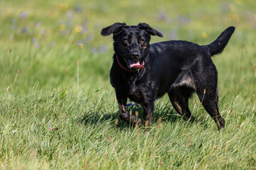 Black Labrador retriever dog in a field