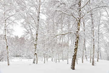 birch trees in the snow