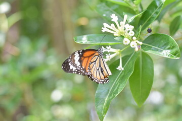 butterfly on a white flower.