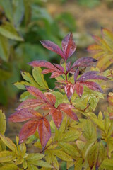 Peonies autumn leaves, paeony red and yellow leaves.