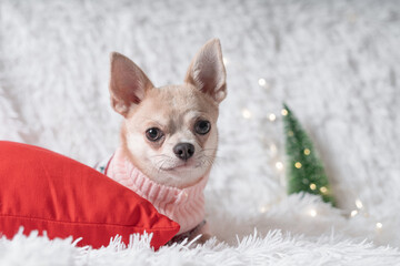 Adorable little Christmas dog chihuahua dog in sweater lies on a blanket
