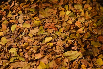 Dry colorful autumn leaves carpet, natural autumn leaves background.