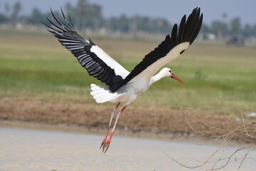 white Stork on take off 