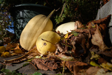 Pumpkins between autumn leaves. Freshly harvested pumpkins from the field.