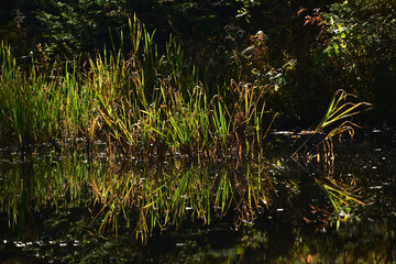 Herbstlaub spiegelt sich im Teich