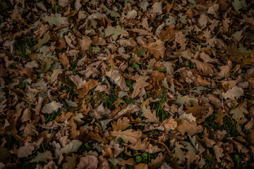 autumn leaves on the ground