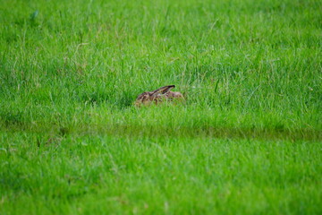 a brown hare is hiding in the green grass of a field