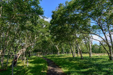 Obraz premium 北海道 東部 厚岸のあやめケ原からの展望 